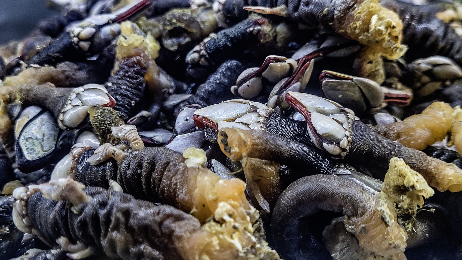 04 24 Pontal da Carrapateira 24