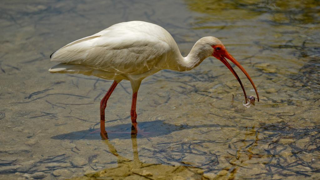 Florida Keys Fauna & Flora